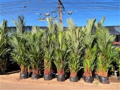 หมากแดง