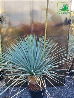 ยุคค่า (Yucca Rostrata)