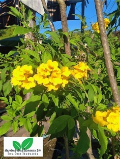 ทองอุไร ต้นทองอุไร