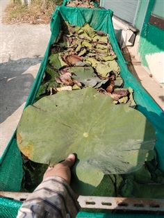 บัวหลวง ใบบัวหลวง ขายใบสด/ตากแห้ง