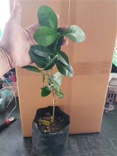 มะนาวผี