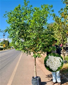 ต้นแก้วพวงดวงใจ 