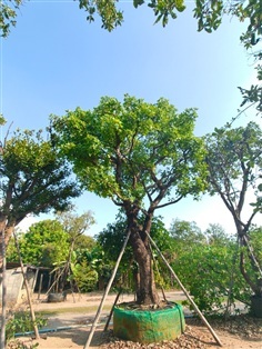 ต้นจิกน้ำหรือสร้อยระย้า