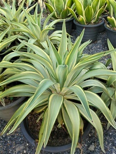 อากาเว่ ปากนกแก้ว (joe hoak)