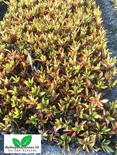 โกสน ต้นโกสน