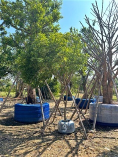 ต้นแก้วเจ้าจอม