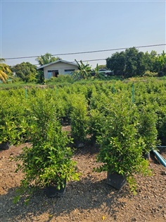 ไทร?เกาหลี?1.2ม