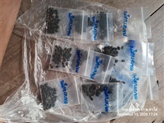 เมล็ดบวบขม