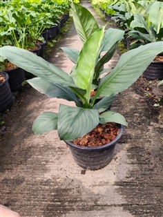 เดหลีจักรพรรดิ์