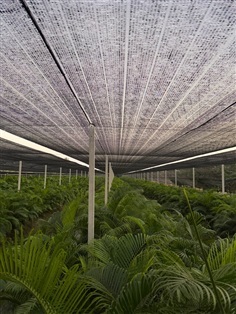 ใบทางหมาก