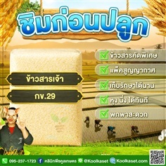 ข้าวสาร ข้าวเจ้า กข.29 คูลเกษตร