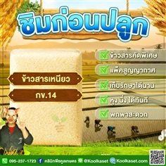 ข้าวสาร ข้าวเหนียว กข.14 คูลเกษตร