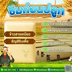ข้าวสาร ข้าวเหนียว กข.6 ธัญสิริน (เตี้ย) คูลเกษตร