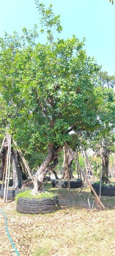 ต้นหว้าน้ำโขงทรงเอนต้นบิดลีรา