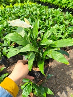 เดหลีใบมันแคระ