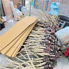 ผักหวานป่า ขายกิ่งตอนผักหวานป่า