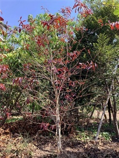 ตะแบกแดง อินโดนีเซีย