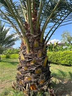 ?? ขายต้นอินทผาลัม อายุประมาณ 6 ปี เชียงใหม่