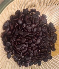 เม็ดมะขามยักษ์