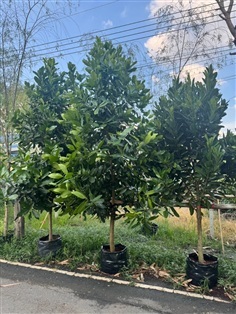 สารภีทะเล