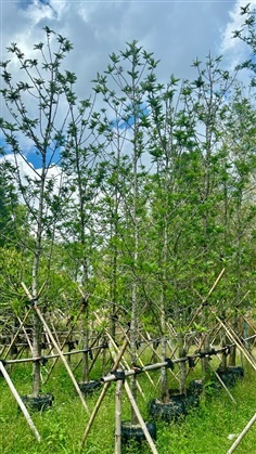 ซิวเวอร์โอ๊ค (ชุดเหมา)