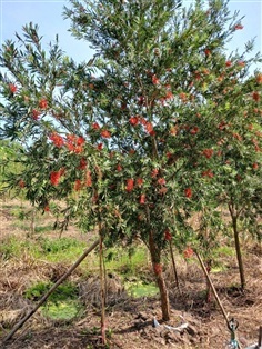 ต้นแปรงล้างขวด (Bottle Brush) ดอกสีแดง
