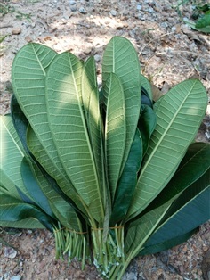 ใบลีลาวดีสด สำหรับทำยาหรือวิจัย