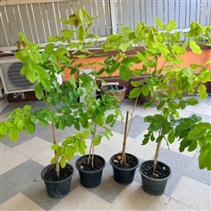 ต้นชะแมบทอง (ทองนพเก้า) 10 ต้น 900 บาท กทม ส่งฟรี