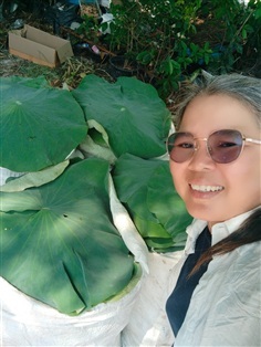 ใบบัวหลวง สด/ตากแห้ง รับจัดหาตามสั่ง