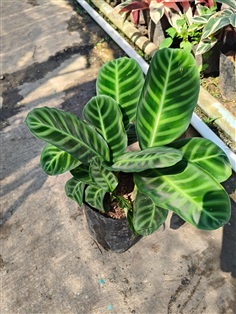 คล้าเสือโคร่ง