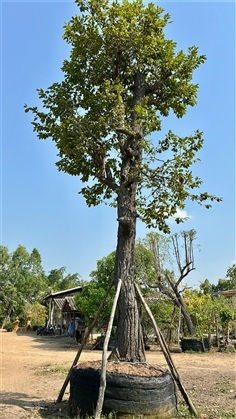 ต้น พยอม