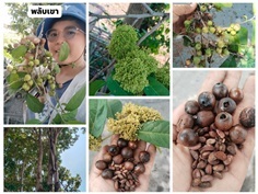  #พลับเขา #กระดูกค่าง Diospyros undulata Wall. ex 