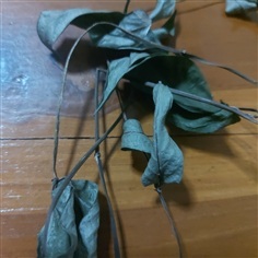 กระพังโหม