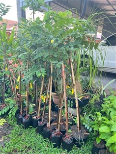 คูนชมพู | สมบูรณ์จัดหาพันธ์ไม้ - หนองเสือ ปทุมธานี