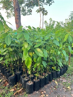 ต้นกระดังงาไทย | สมบูรณ์จัดหาพันธ์ไม้ - หนองเสือ ปทุมธานี