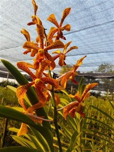 ม็อคคาร่าพรรณี