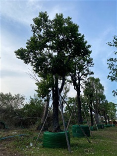 ต้นนางกวัก