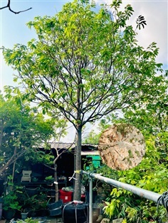 ต้นพยอม