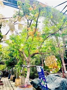 ต้นคูณสายรุ้ง(คูณชมพู)