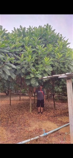 ต้น japanese fern tree