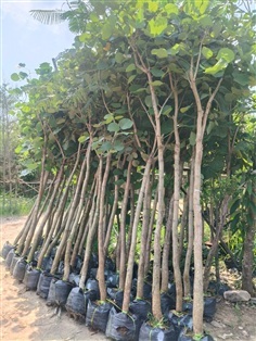 ทองกวาวหรือต้นจาน