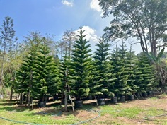 สนฉัตร ความสูง 5 เมตร  (ขายยกเซต 10 ต้น)