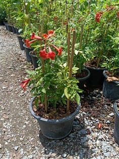 ทองอุไรสีแดง มีดอกติด กระถาง 11 นิ้ว ต้นสวย (กทม) | Kiattisak Pailay - บางกอกน้อย กรุงเทพมหานคร