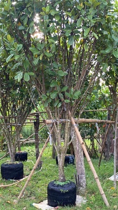  ต้นแก้วมุกดา ขนาด 4 นิ้ว สูง 3.5-4 เมตร  | khonkaimai -  ปราจีนบุรี