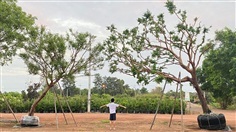  ต้นเสม็ดแดง ความงดงามที่ลงตัว คู่ละ 55000 บาท