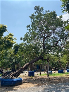 ต้นเสม็ดแดงเอนลีลา  ขนาด 20 นิ้ว | ส.สำราญ พันธุ์ไม้ - แก่งคอย สระบุรี