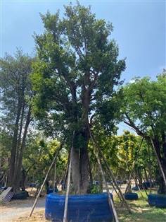 ต้นมั่งมี ขนาด 32 นิ้ว