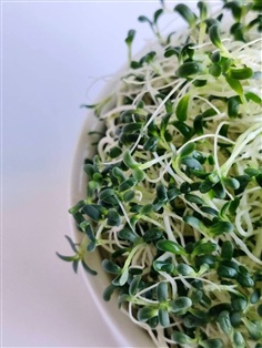 อัลฟาฟ่า ( Alfalfa)