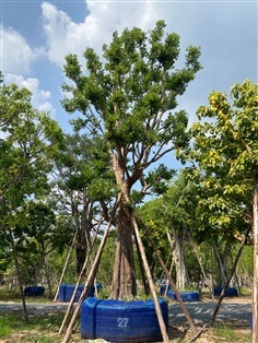 ต้นพูนทรัพย์