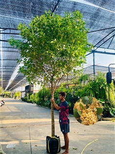 ต้นกันเกรา